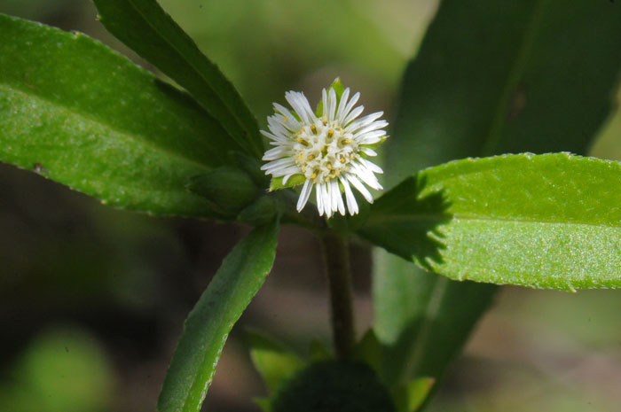 False Daisy has small white flower with by ray and disk florets. Note in the photo that the lowers are flat-topped, and the ray flowers have linear petals. Eclipta prostrata